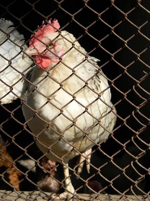 藏的深意 藏的深意